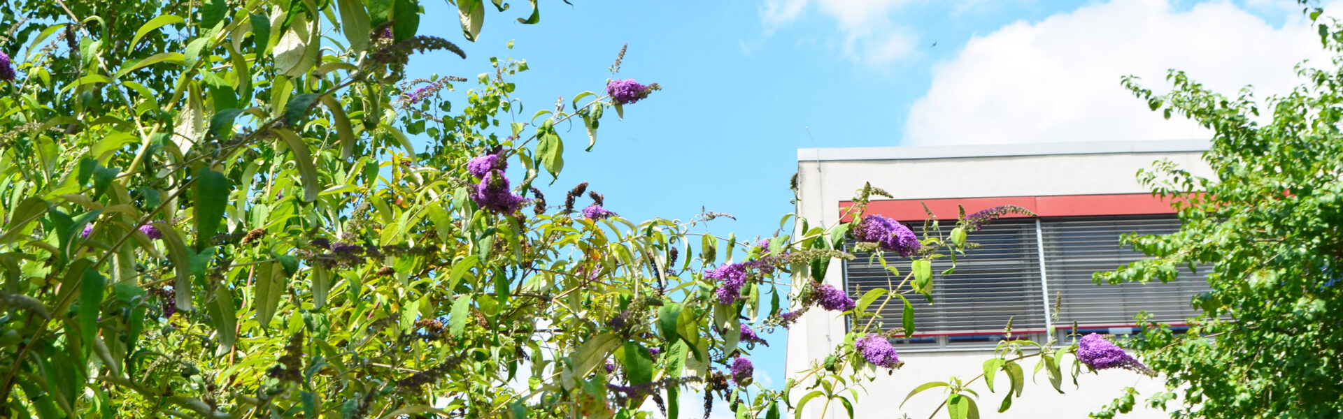 GEV – Gesamtelternvertretung