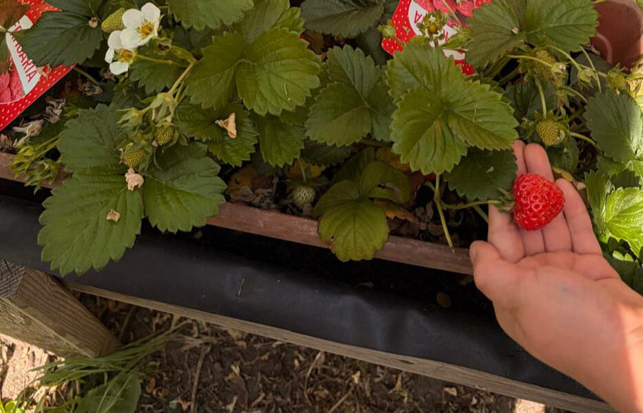 Obst und Gemüse aus unserem Schulgarten